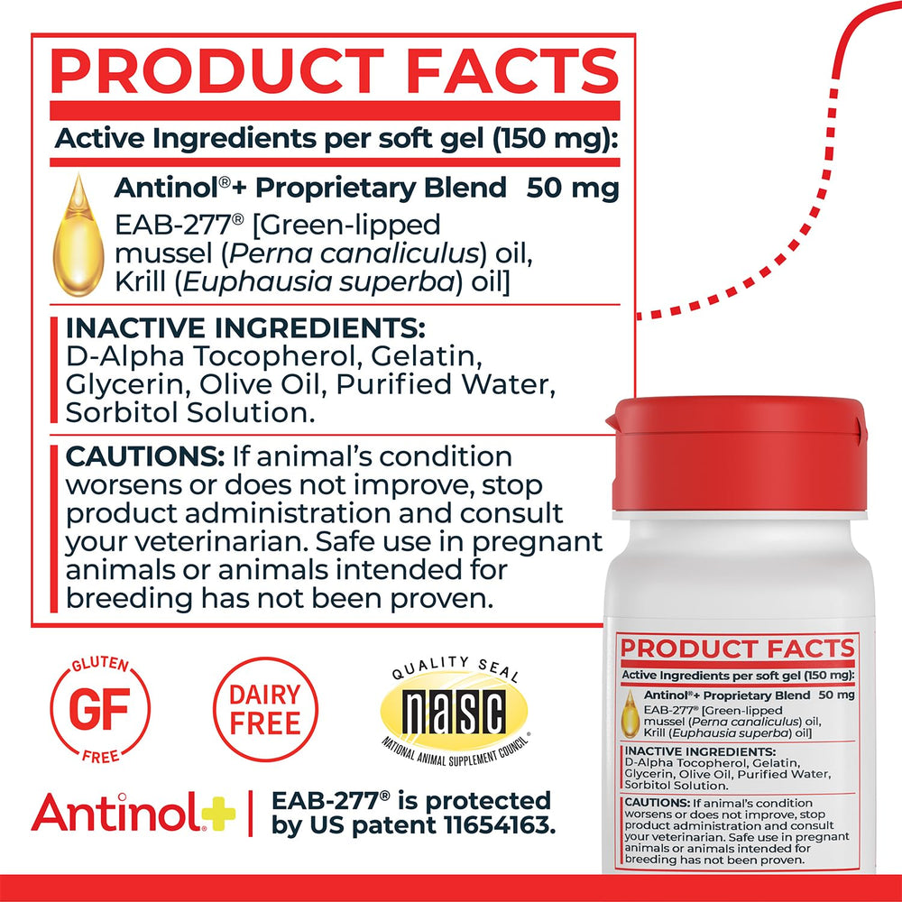 active dog running outdoors representing Antinol joint mobility support