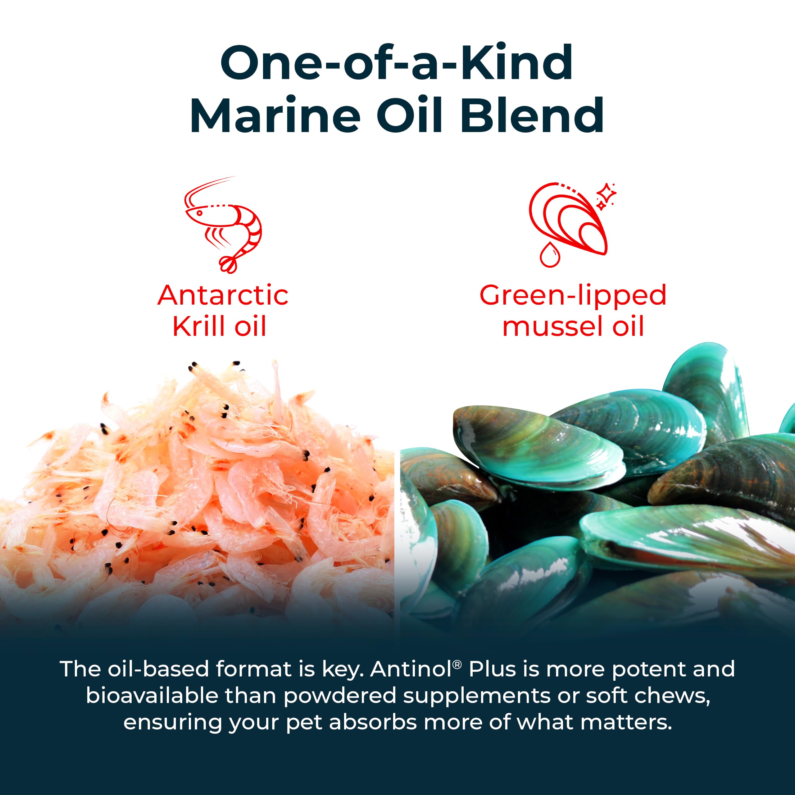 fresh green-lipped mussels representing Antinol source and natural support