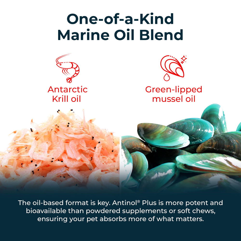 fresh green-lipped mussels representing Antinol source and natural support