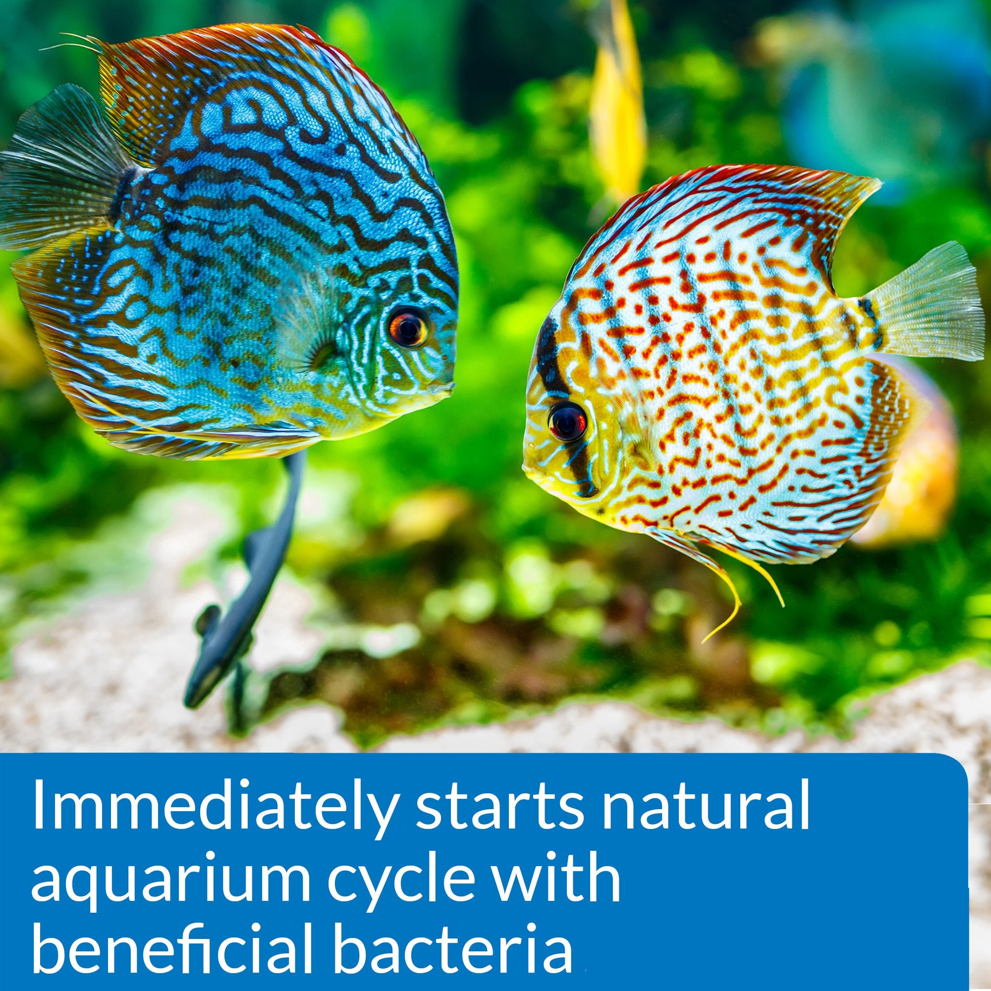 Comparison aquarium before and after API Quick Start showing improved water stability