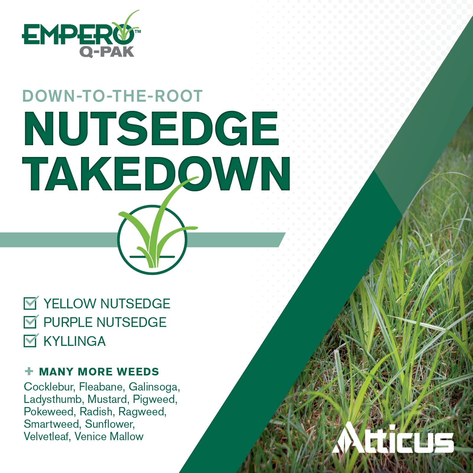 Atticus Empero mixed solution in sprayer ready to treat nutsedge