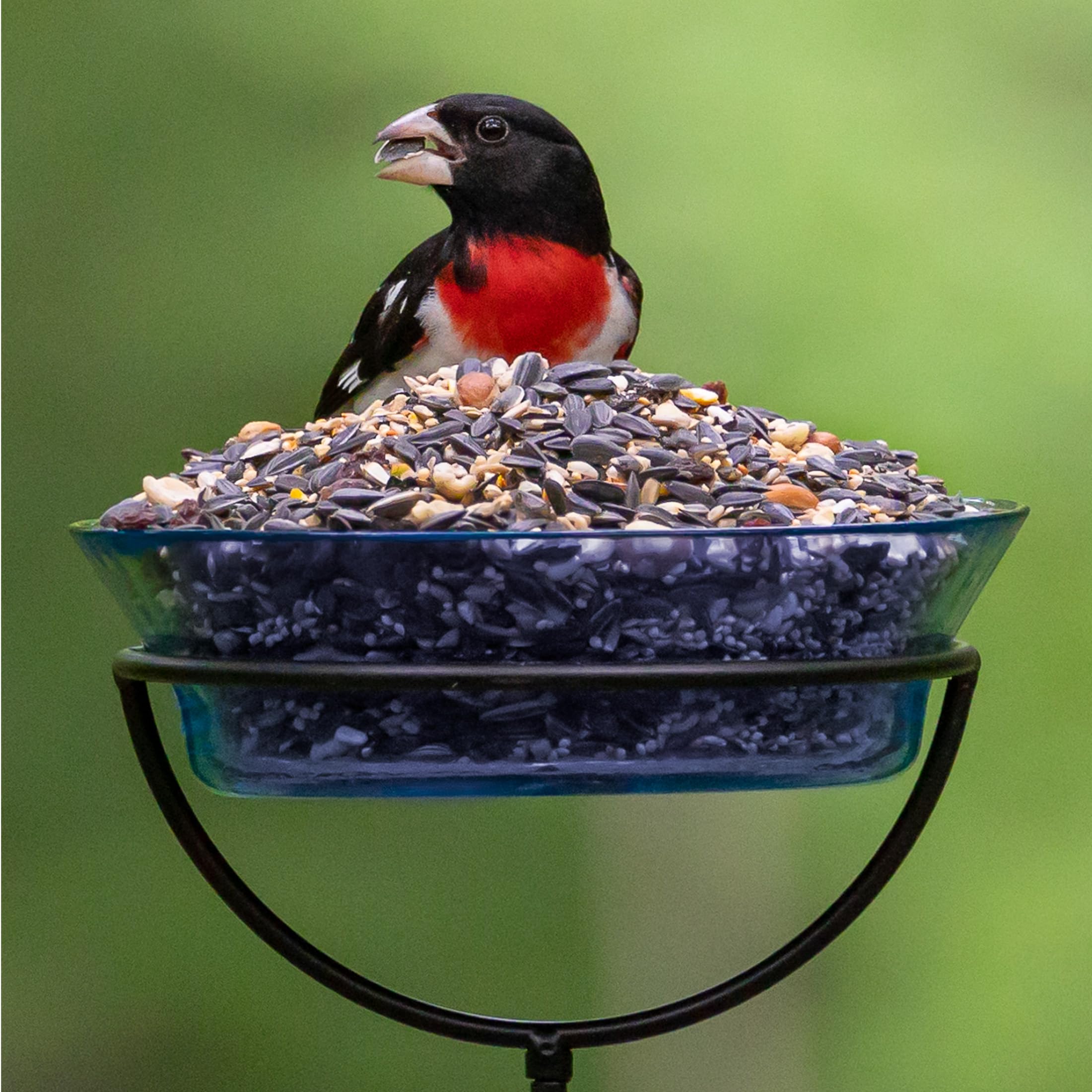 audubon park peanuts and raisins close-up revealing variety that appeals to jays and thrushes