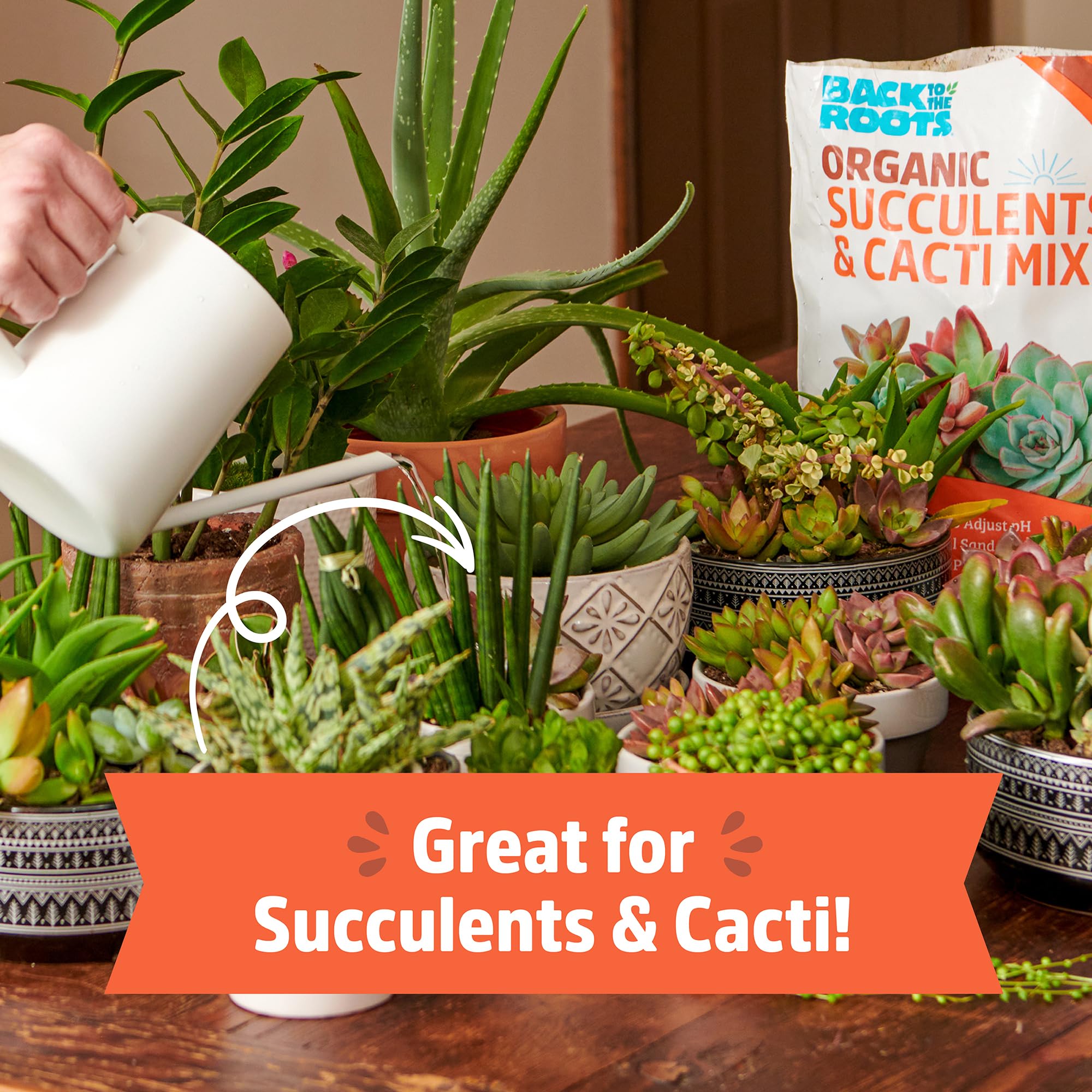Back to the Roots soil being used to repot a succulent, demonstrates faster drainage benefit