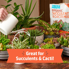 Back to the Roots soil being used to repot a succulent, demonstrates faster drainage benefit