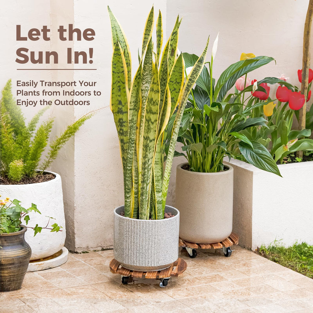 Bamworld lifestyle living room display showing stylish mobility for houseplants