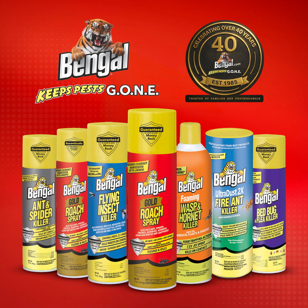 Bengal used in a kitchen setting demonstrating safe indoor use benefit