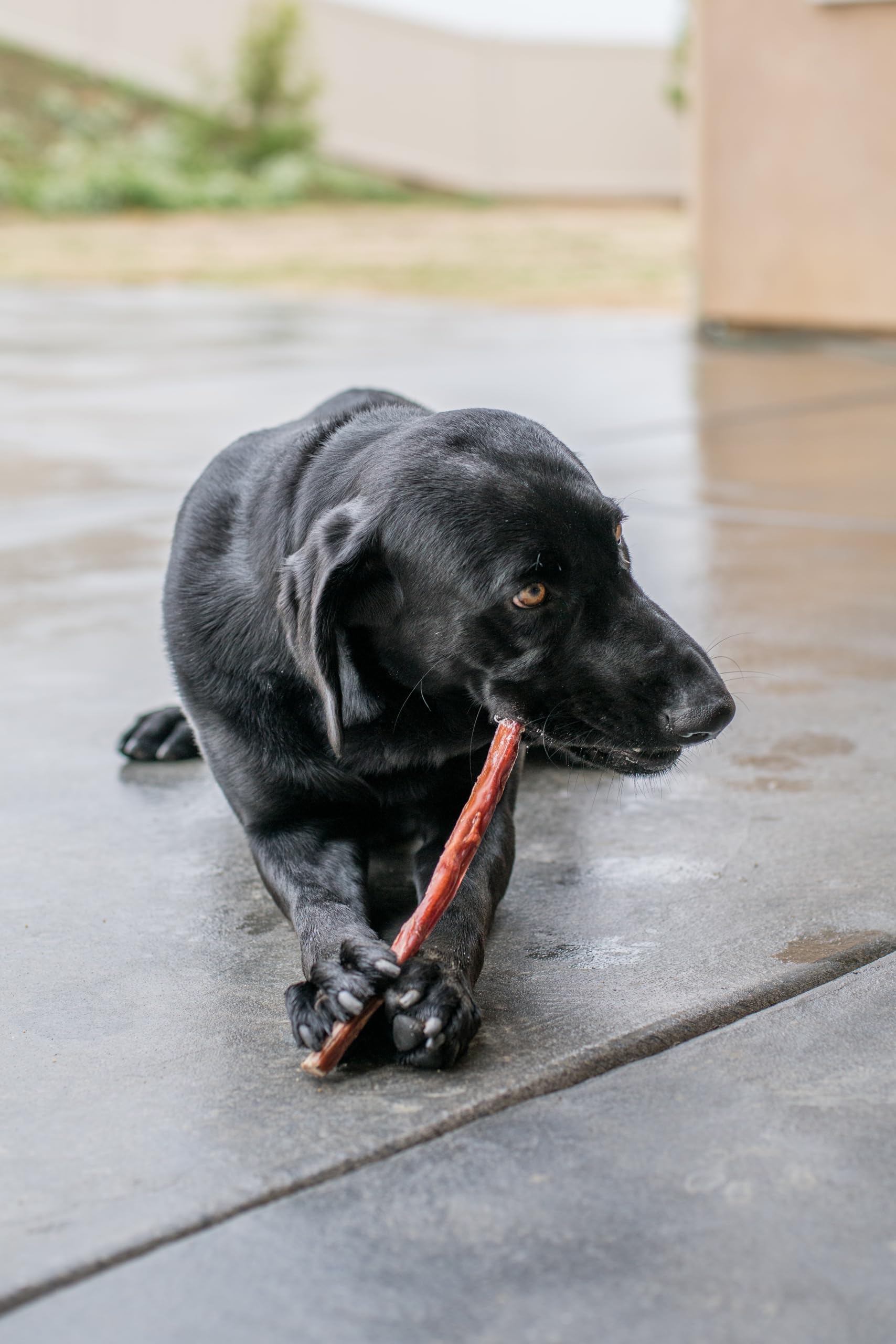 Best Pet Supplies label and ingredients highlighting single-ingredient