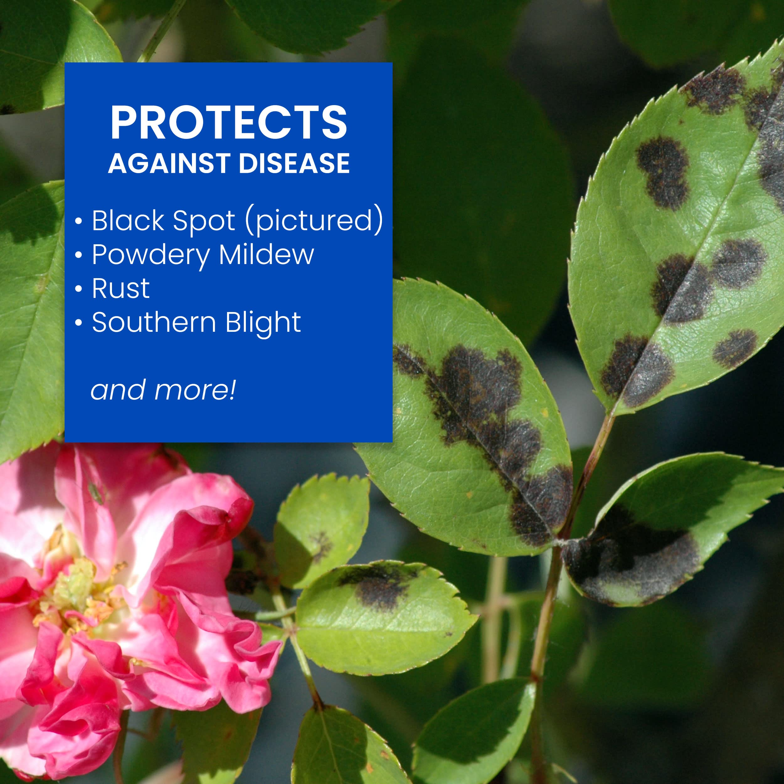 BioAdvanced granules spread at plant base with watering demonstrating root uptake protection