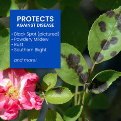 BioAdvanced granules spread at plant base with watering demonstrating root uptake protection