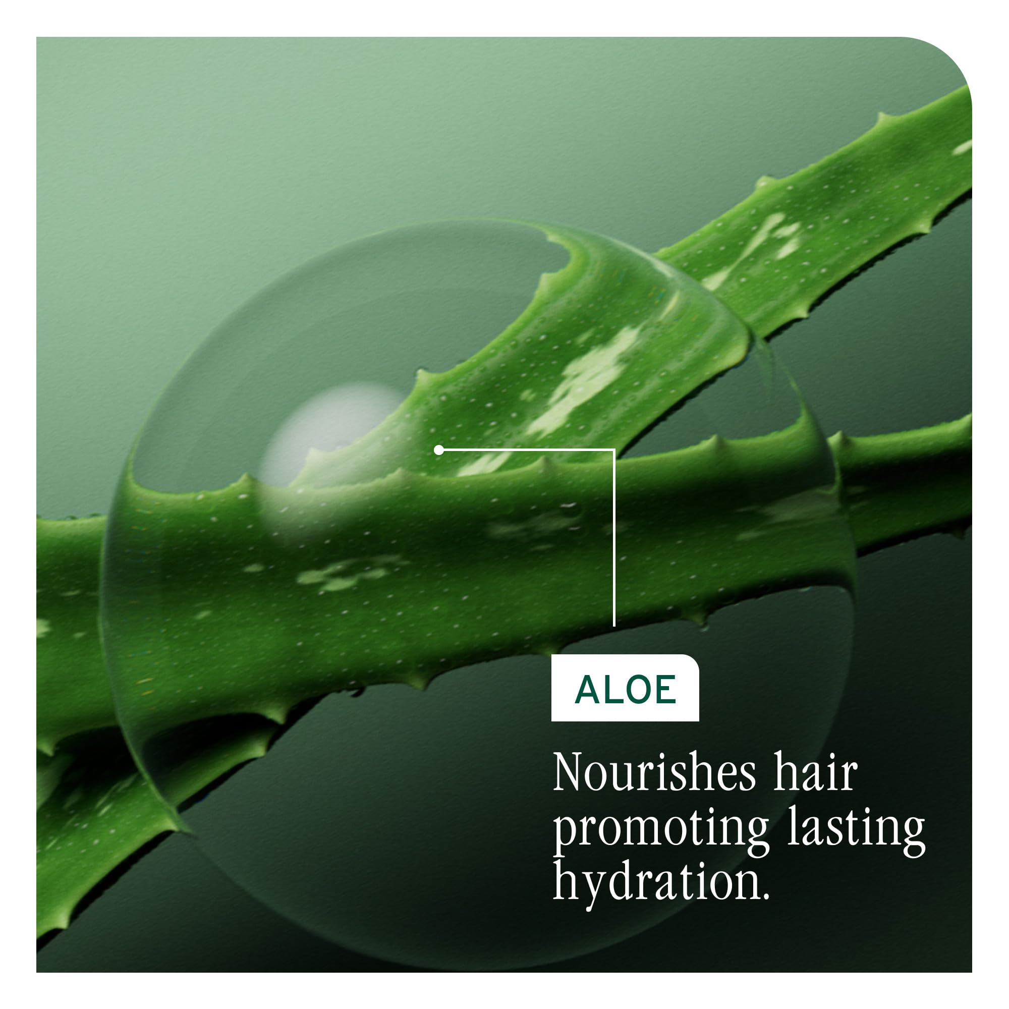 Biolage bottle beside aloe leaf showing botanical aloe benefit