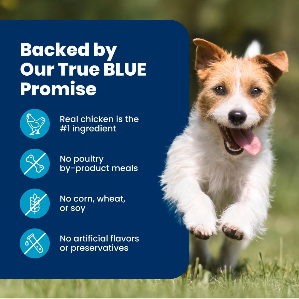 Blue Buffalo lifestyle image of small dog with shiny coat after feeding