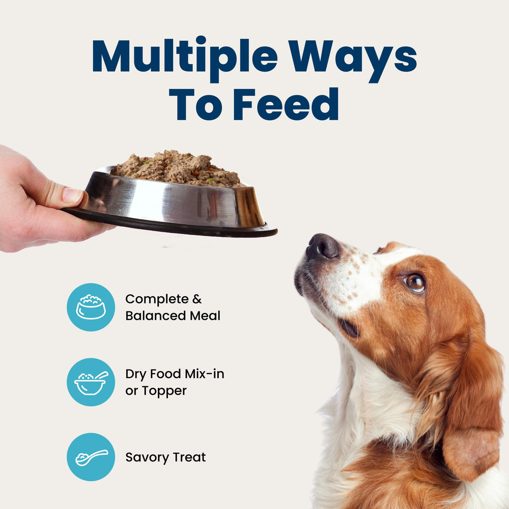 Adult dog eating Blue Buffalo from bowl demonstrating mealtime enjoyment and acceptance