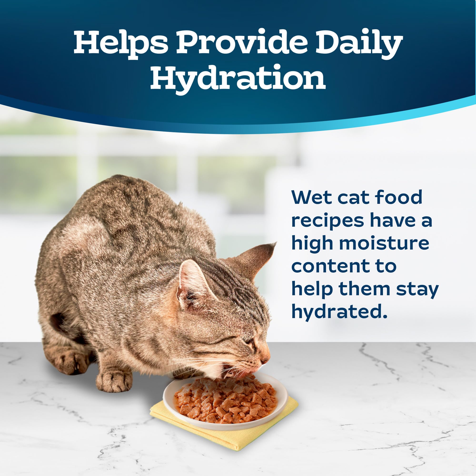 Blue Buffalo served in a bowl illustrating no-mess presentation for cats