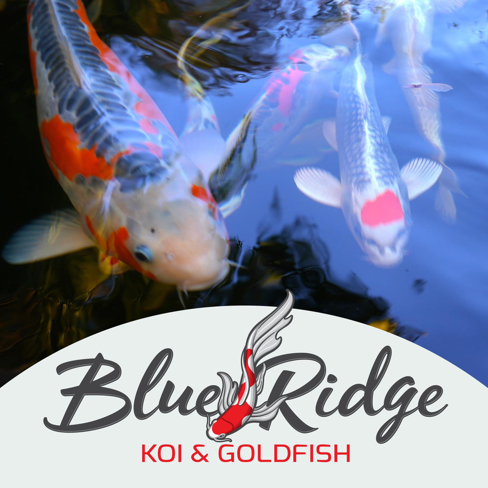 Blue Ridge family hatchery photo showing decades of pond expertise