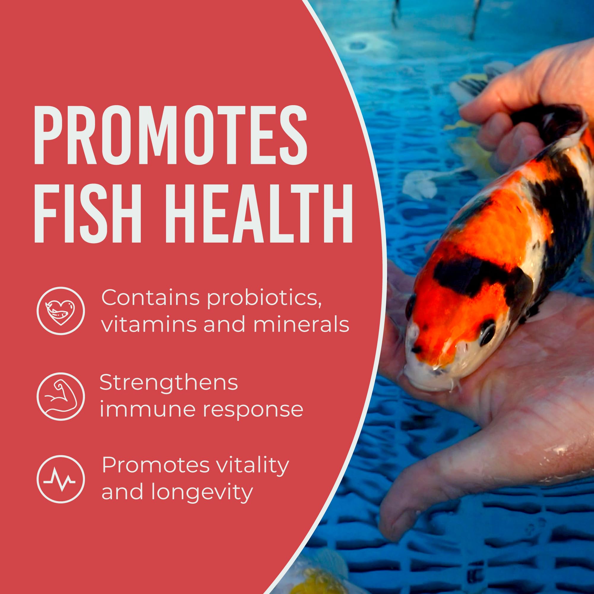 Blue Ridge feeding pellets to koi in pond illustrating use