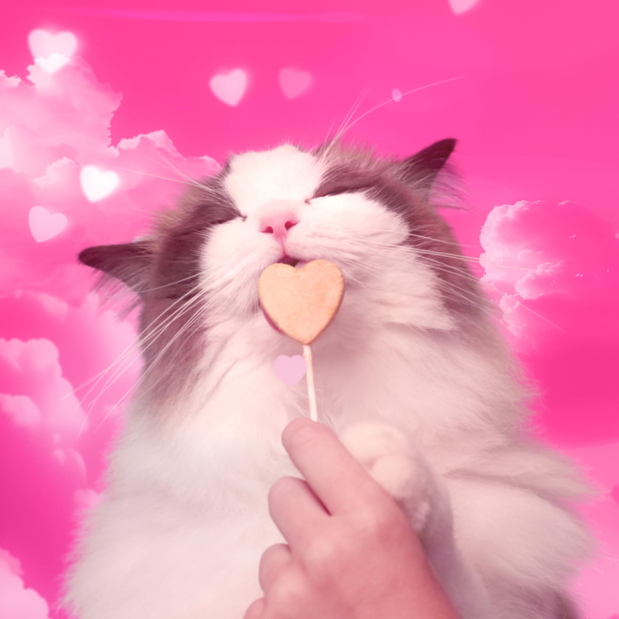 Bonkers Purrpops on fingers ready to reward showing effortless one-handed use