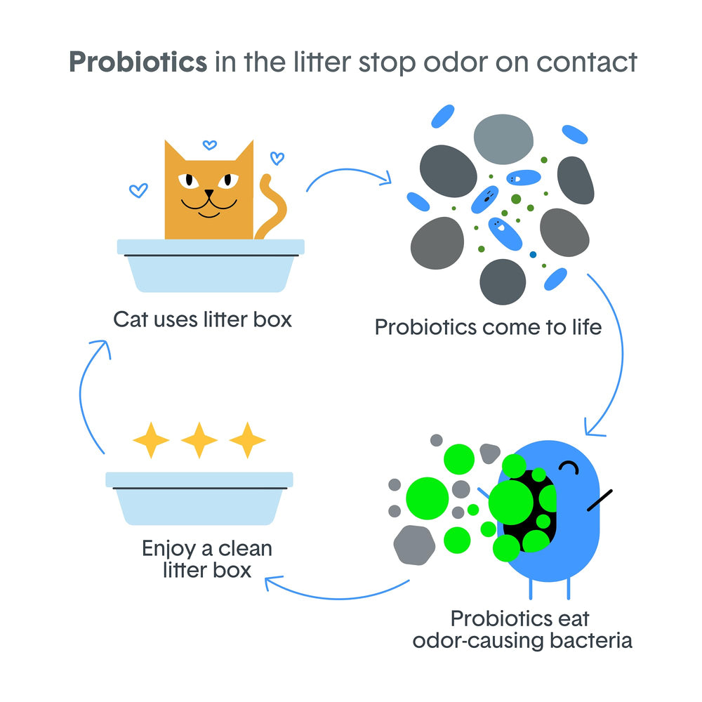 Boxie Probiotic label close-up showing ingredients and no-fragrance assurance