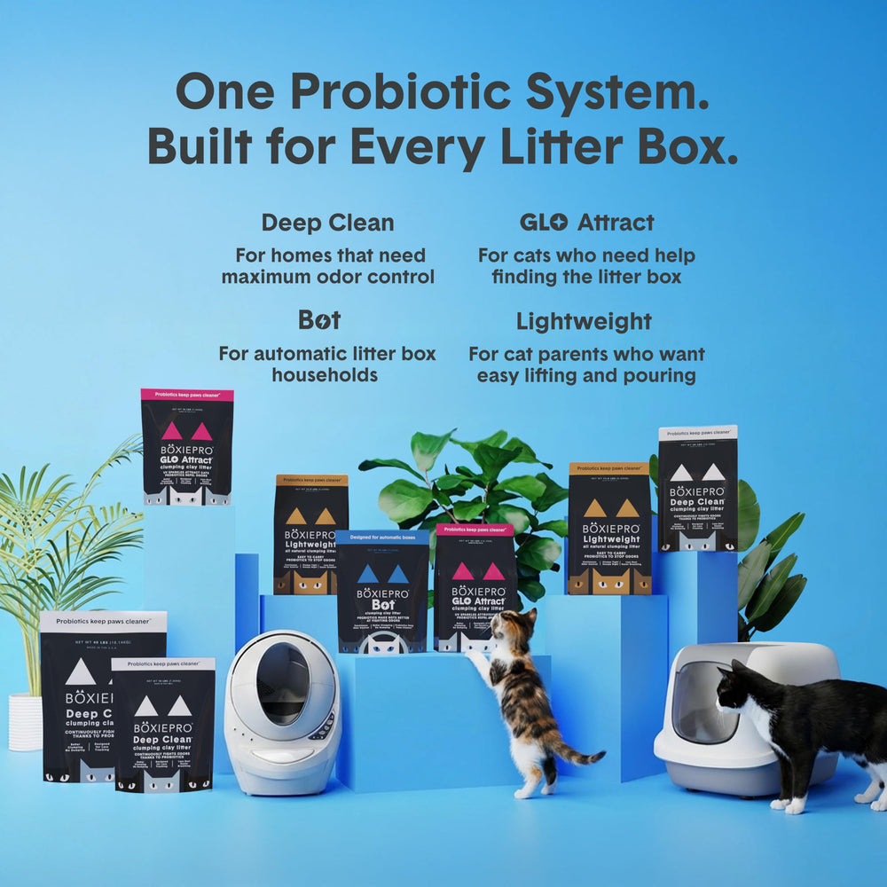 Boxie Probiotic lifestyle scene in kitchen showing clean home benefit