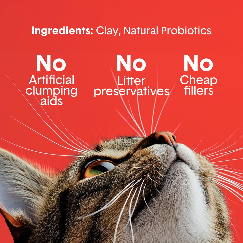 Boxiecat inside an automatic litter box showing smooth compatibility