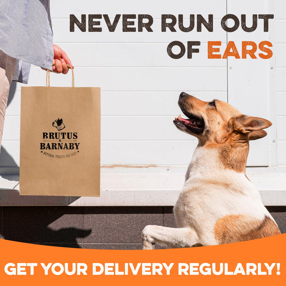 BRUTUS & BARNABY side view of ear thickness highlighting durable, splinter-free chew