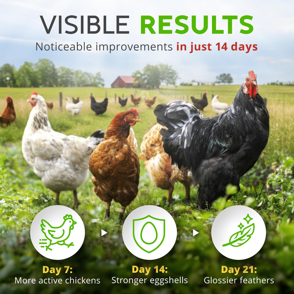 Buff Clucks added to a dust bath while birds groom benefit: coop cleanliness and enrichment