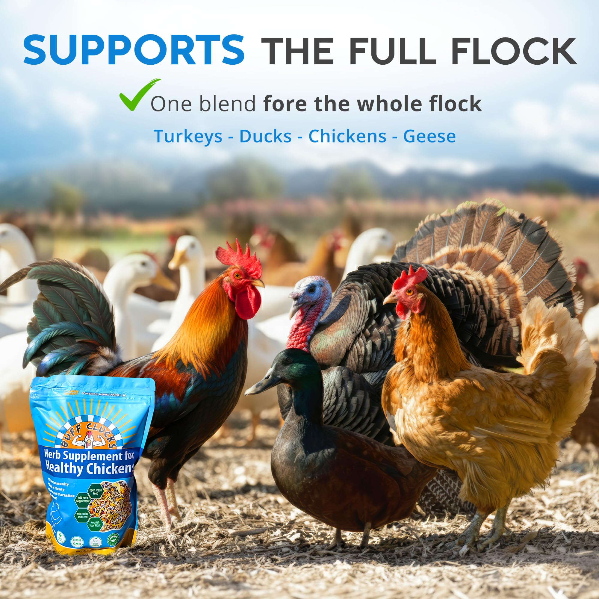 Buff Clucks used in a backyard scene with hens foraging benefit: supports natural foraging