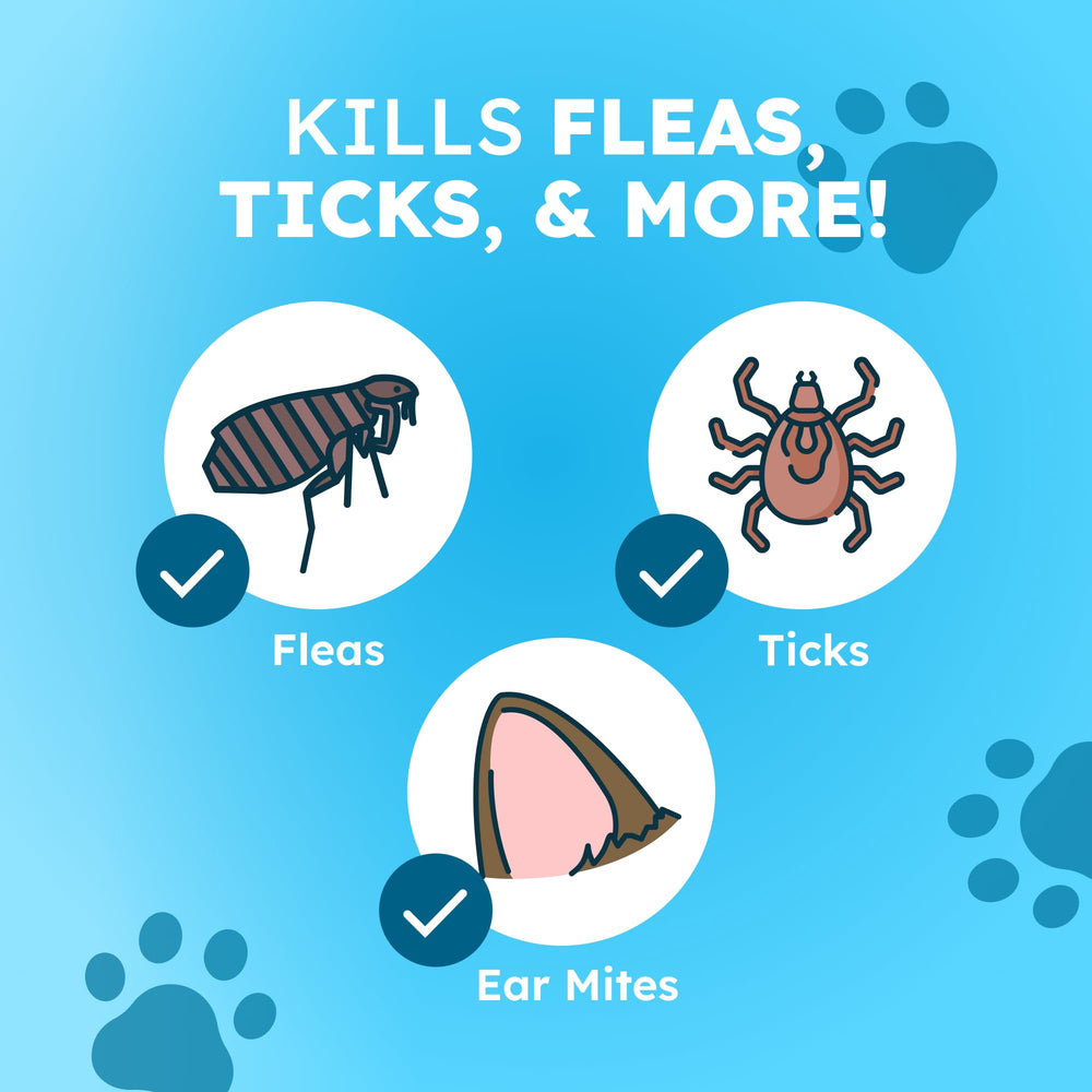BugMD applied to carpet and pet bed to treat home flea sources