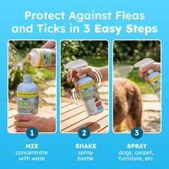 BugMD being sprayed on a dog for fast knockdown of fleas