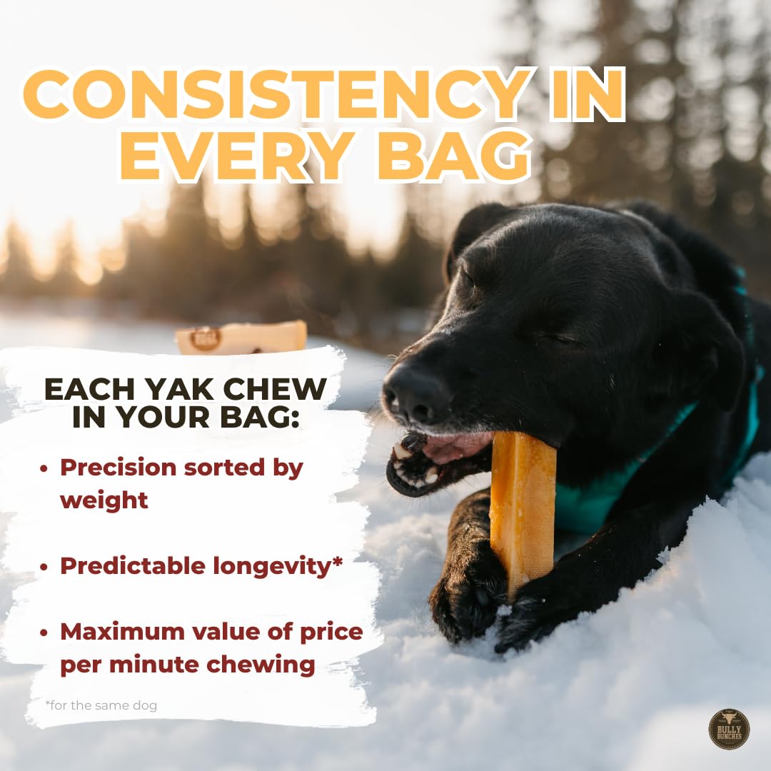 Dog chewing a Bully Bunches yak bar outdoors, providing enrichment and focus