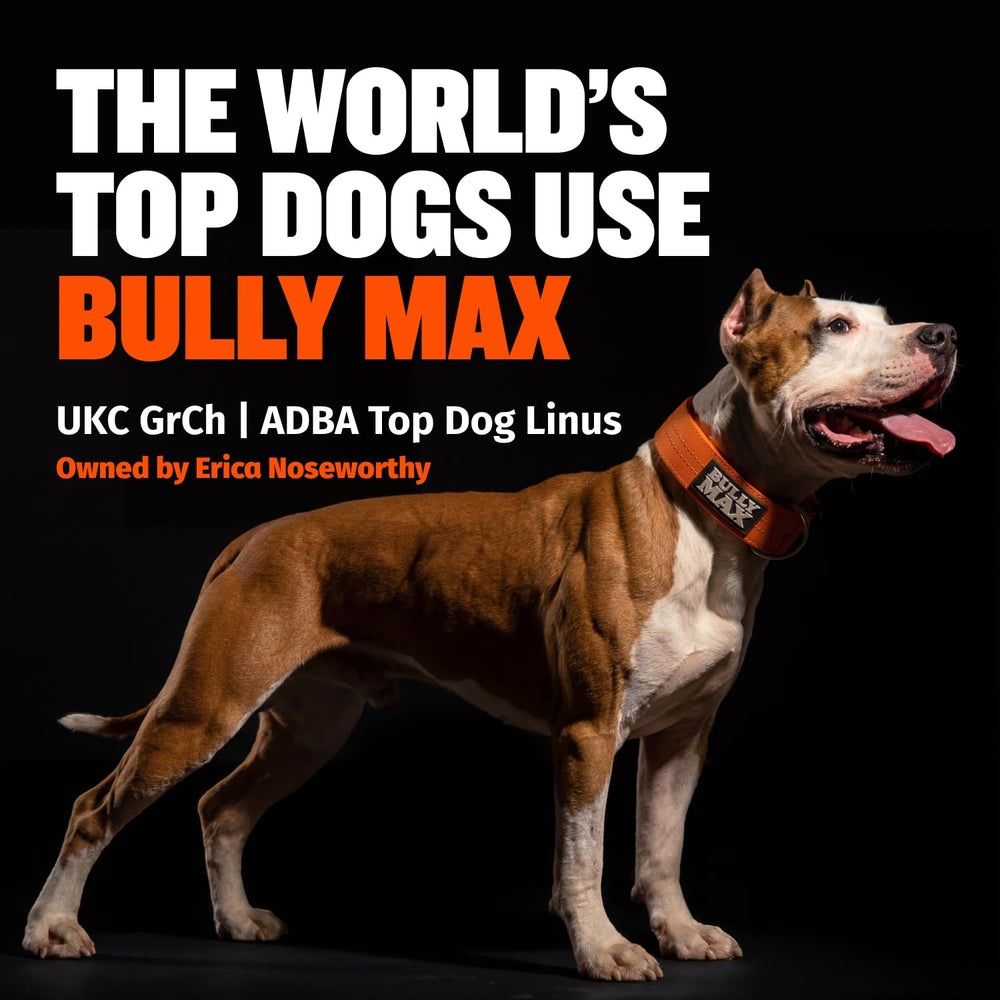 Active dog outdoors after feeding Bully Max, supports energy and performance