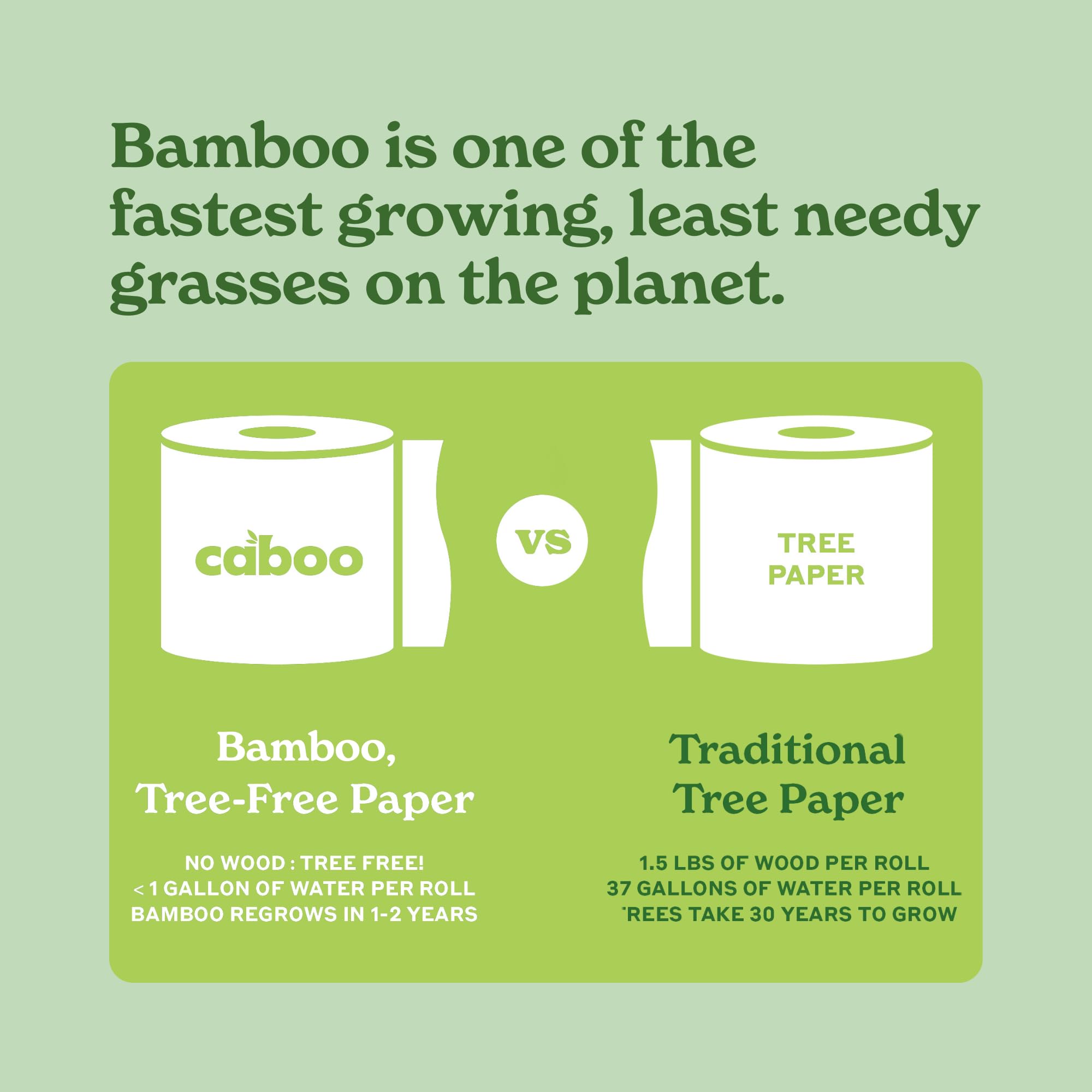 Bamboo grove image representing Caboo sustainable bamboo source and renewable benefit