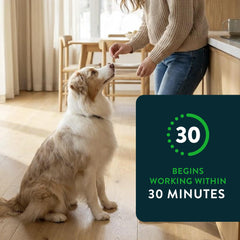 Dog taking Capstar tablet showing simple administration and fast action