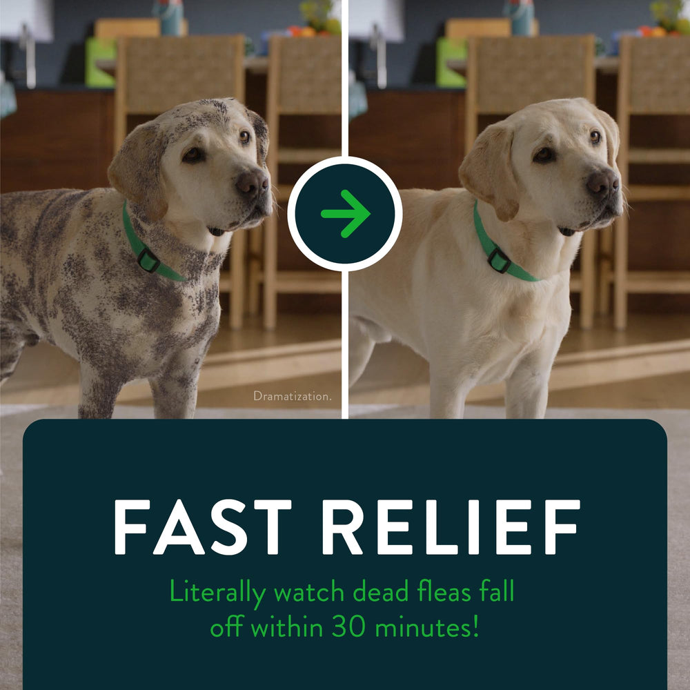 Two Capstar boxes together illustrating 12 doses for ongoing use