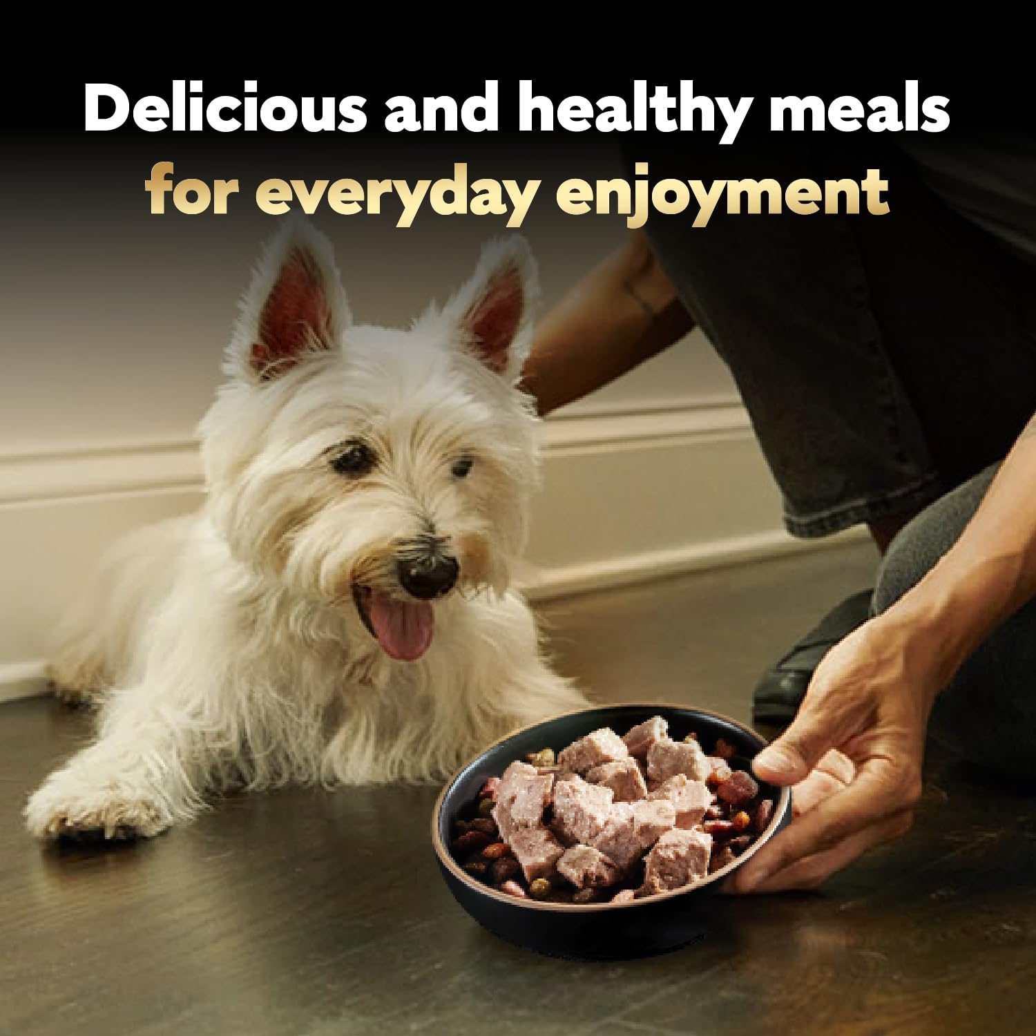 Cesar pet enjoying meal lifestyle image showing happy dog and satisfied feeding