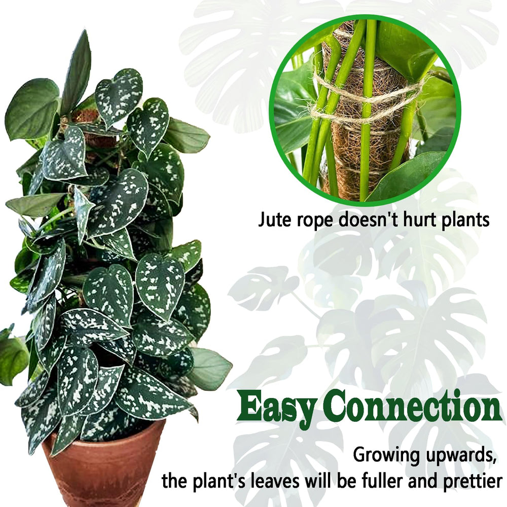 CHIAFFI moss pole supporting a Monstera plant to encourage vertical growth and fuller leaves