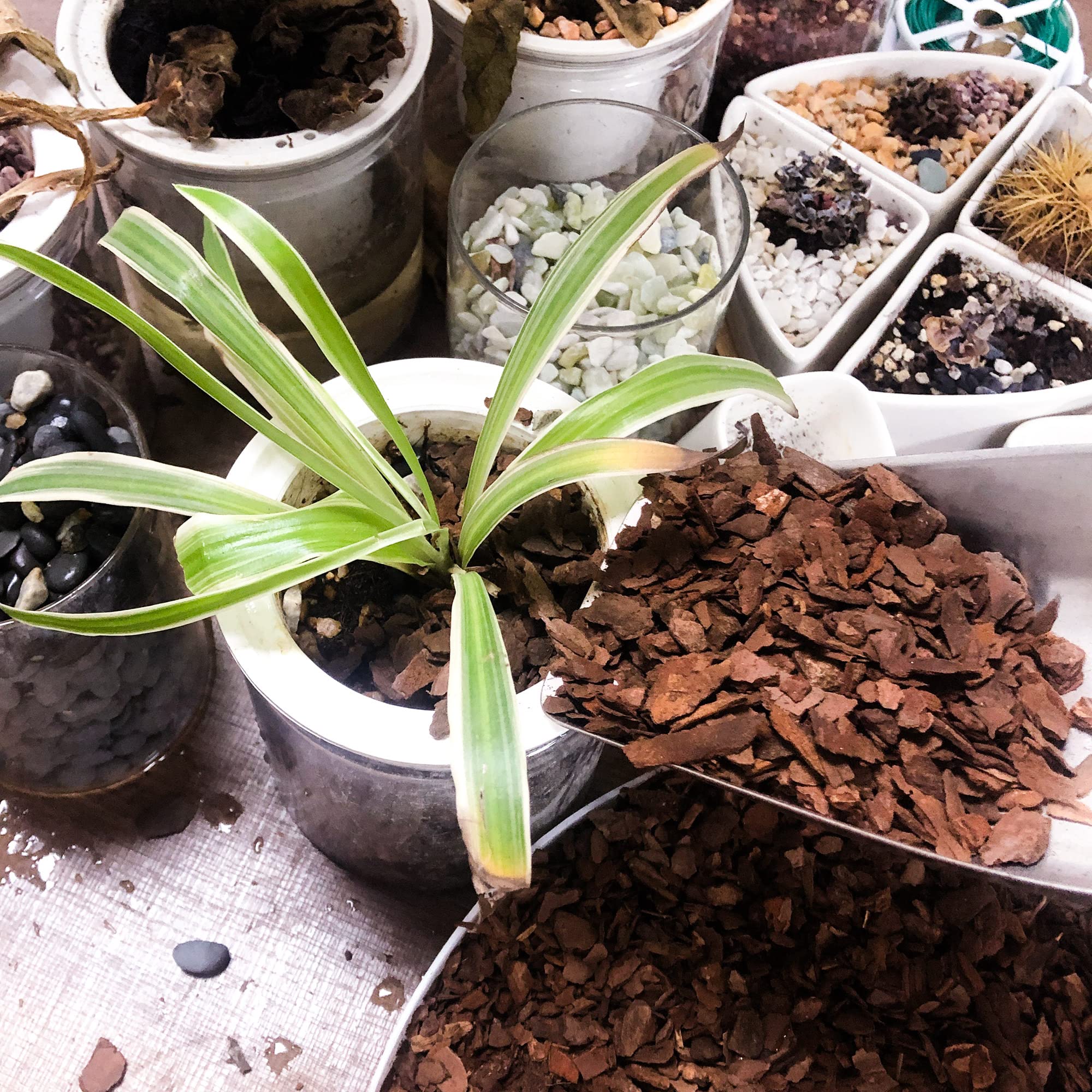 CJGQ bark used as top mulch reducing evaporation on a potted plant