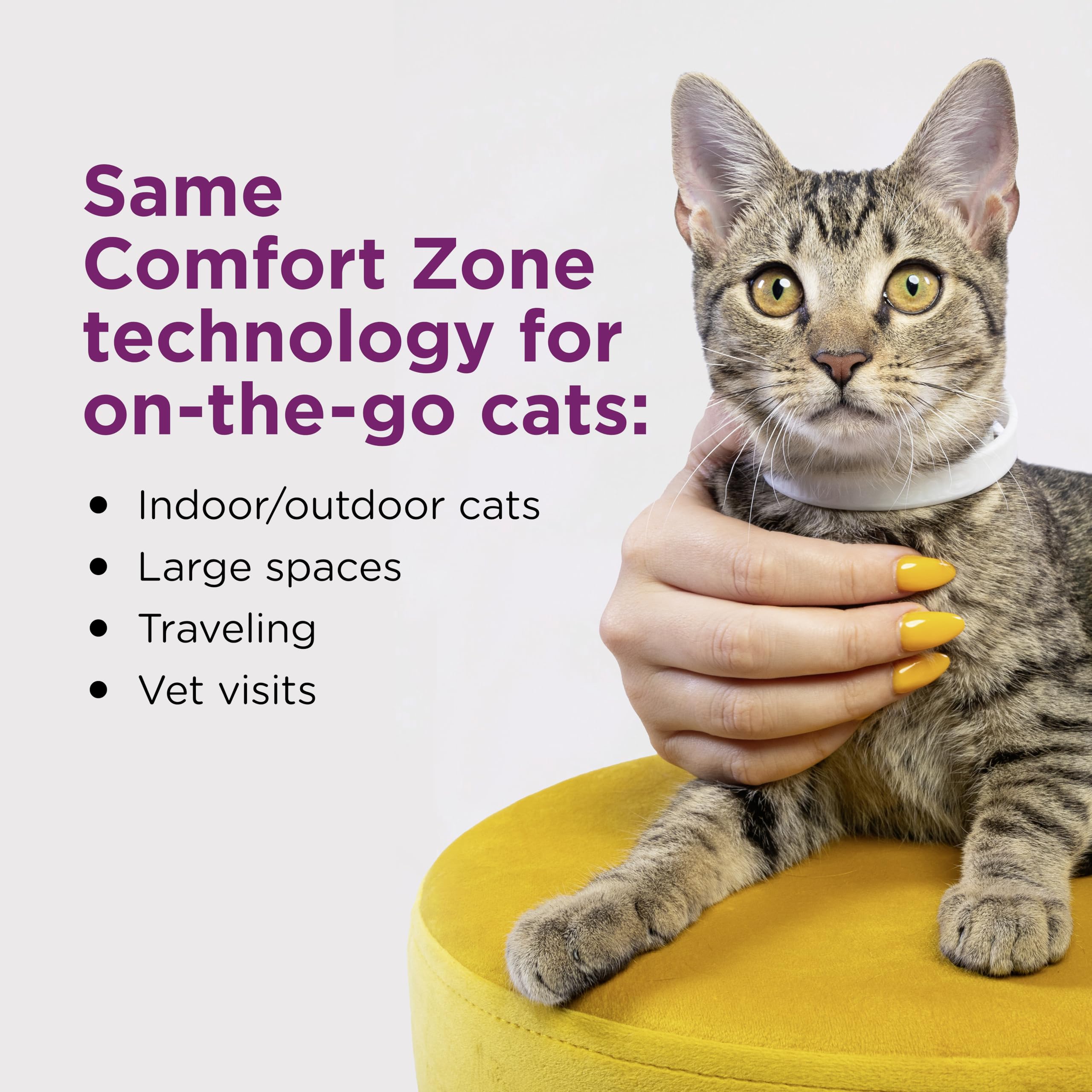 Comfort Zone collar worn on a relaxed cat demonstrating calm behavior