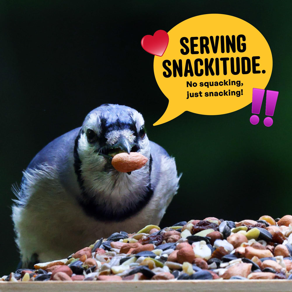 COOL BIRDS cardinal feeding from mix showing bright visitor attraction