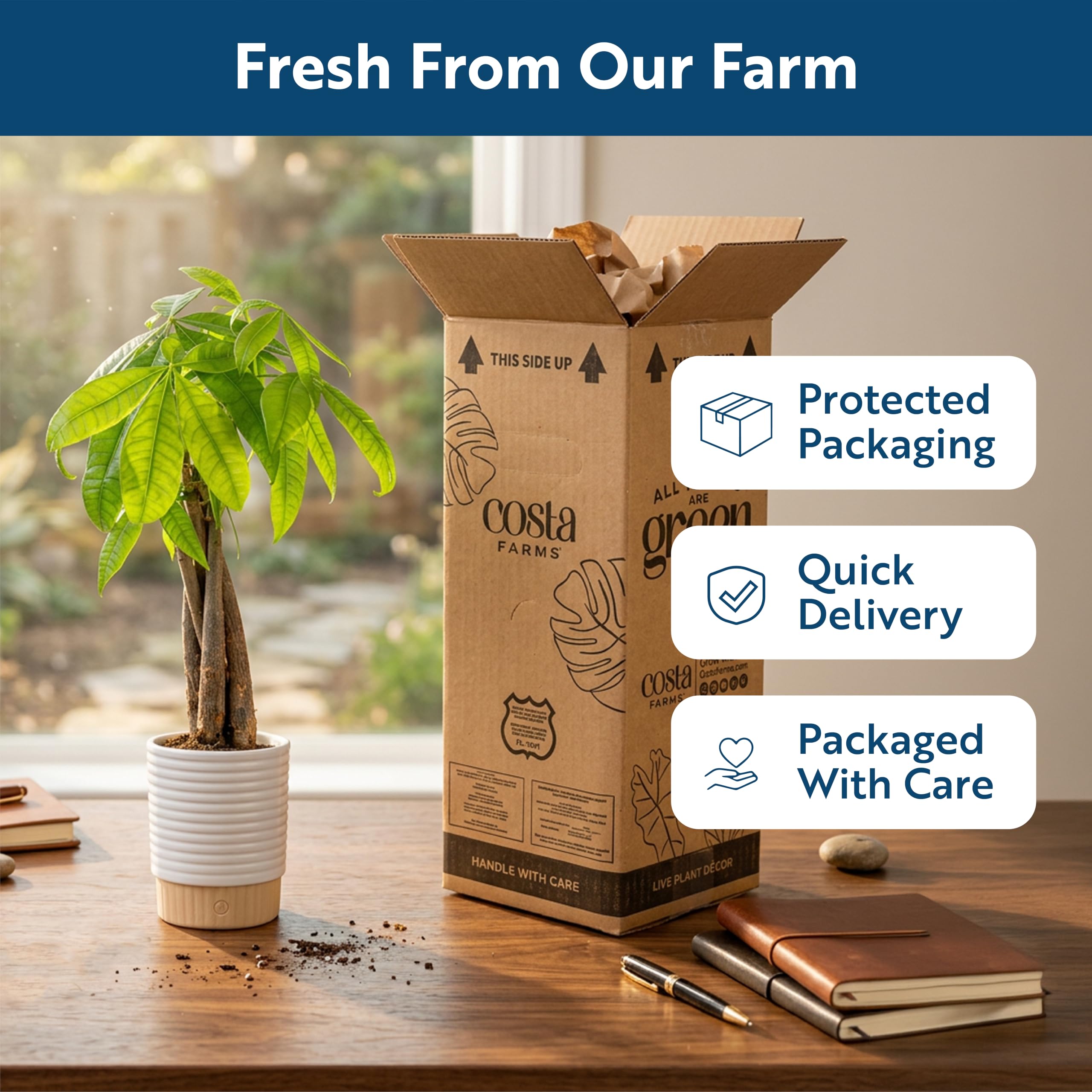 Costa Farms Money Tree in bedroom lifestyle scene offering calming natural accent