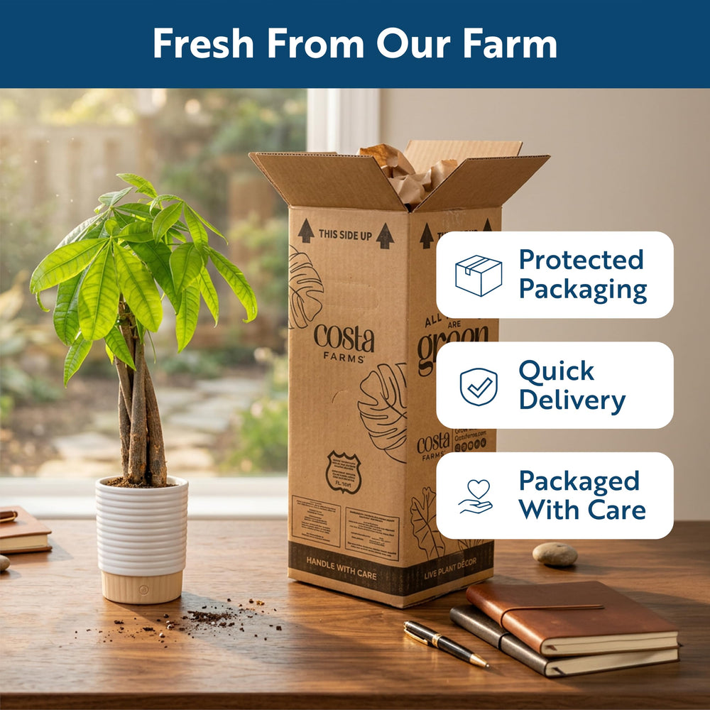 Costa Farms Money Tree in bedroom lifestyle scene offering calming natural accent