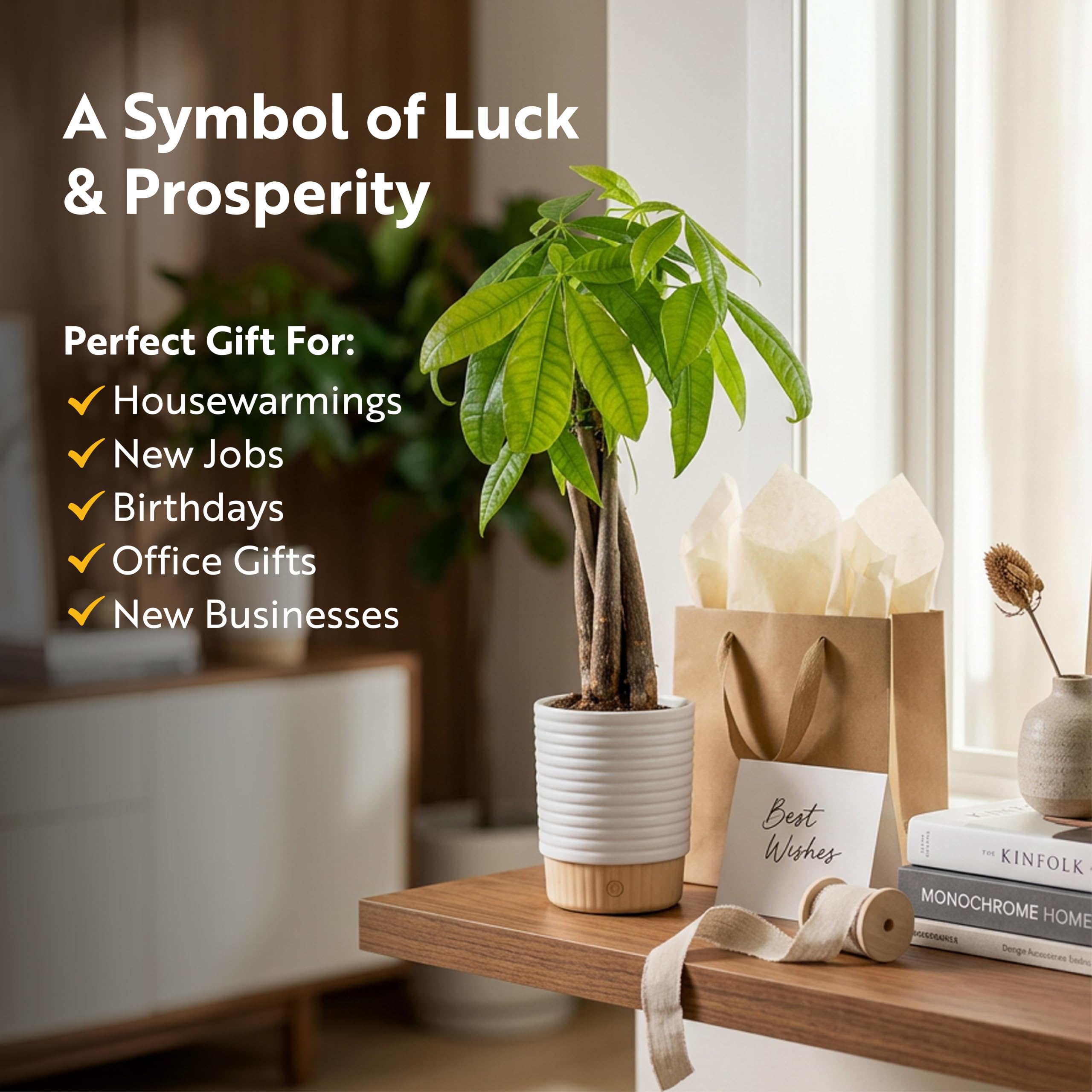Costa Farms Money Tree on desk styling adds greenery and improves workspace aesthetics