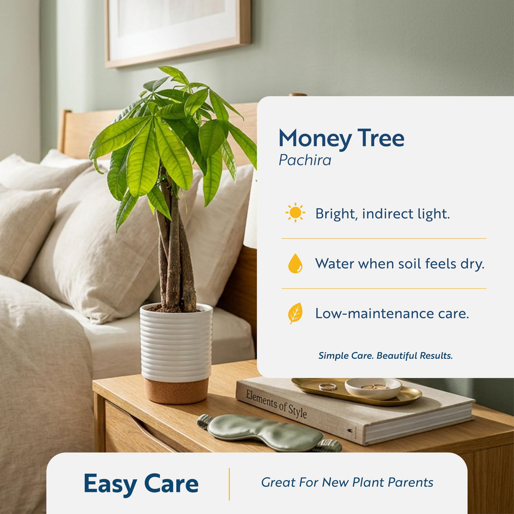 Costa Farms Money Tree beside a book for scale to show compact 12–16 inch size