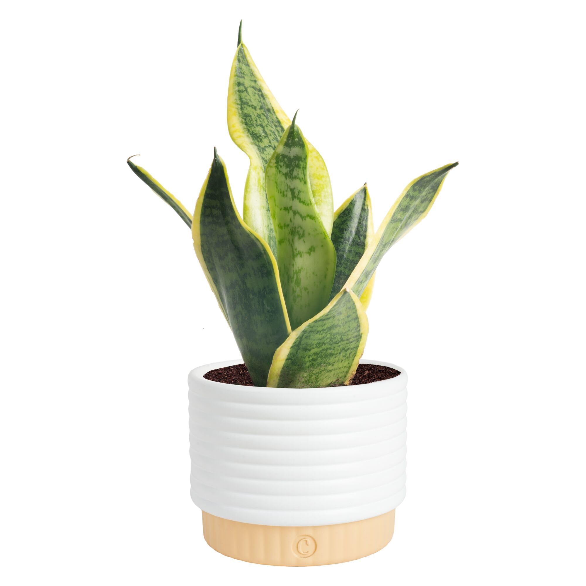 Costa Farms Snake Plant front view showing upright foliage and modern appeal