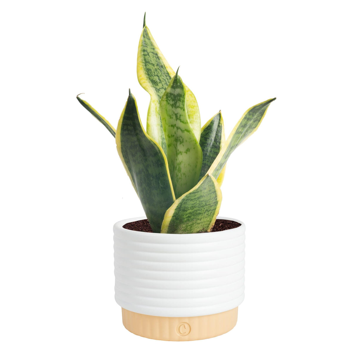 Costa Farms Snake Plant front view showing upright foliage and modern appeal