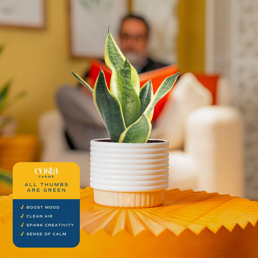 Costa Farms Snake Plant on office desk improving workspace calm and focus