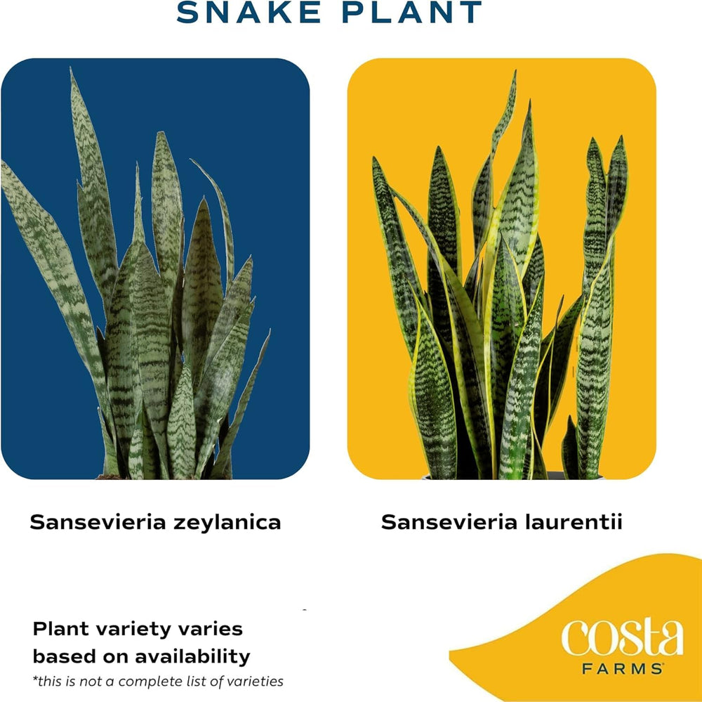 Costa Farms Snake Plant pot and drainage detail showing healthy root care