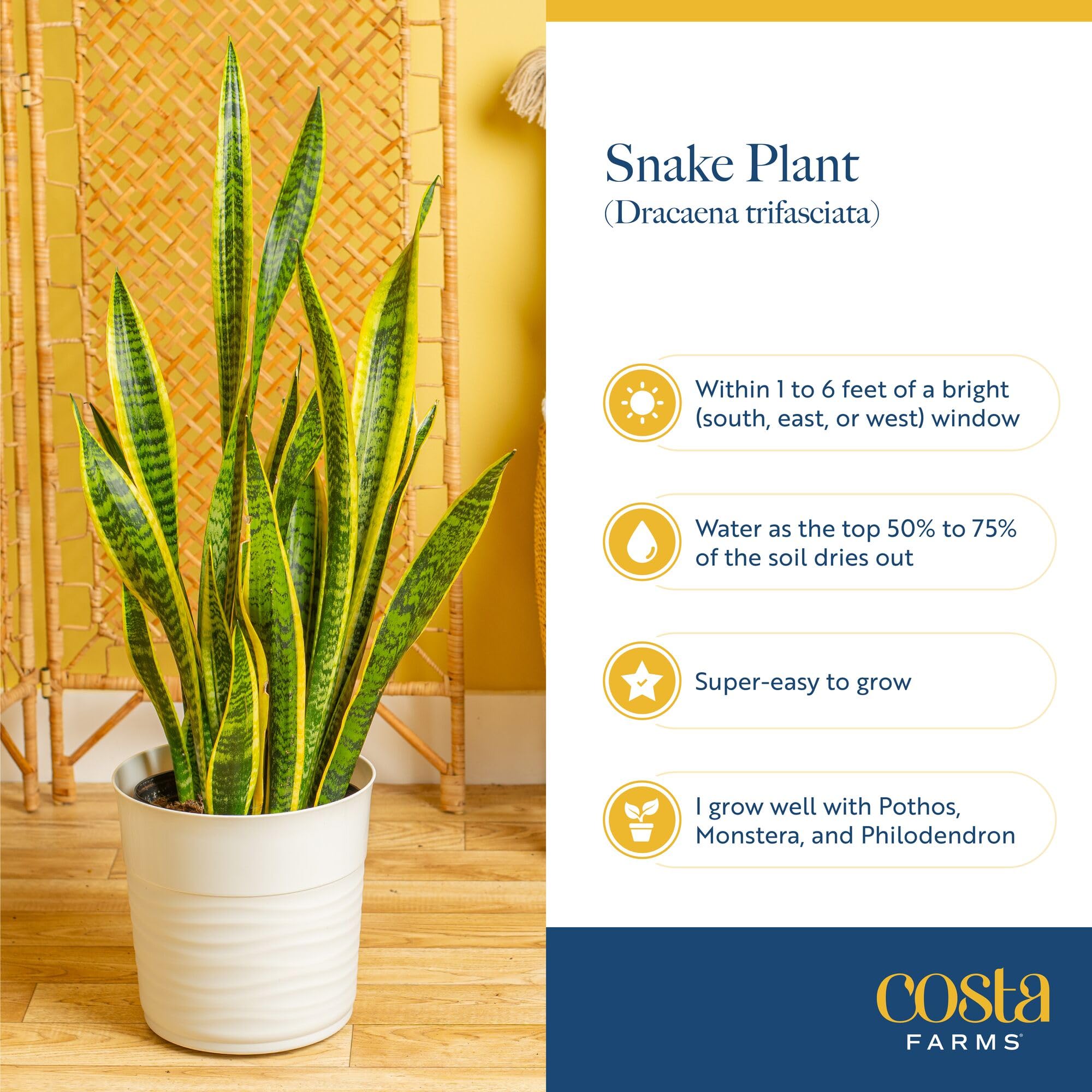 Costa Farms Snake Plant beside a book for size comparison and scale