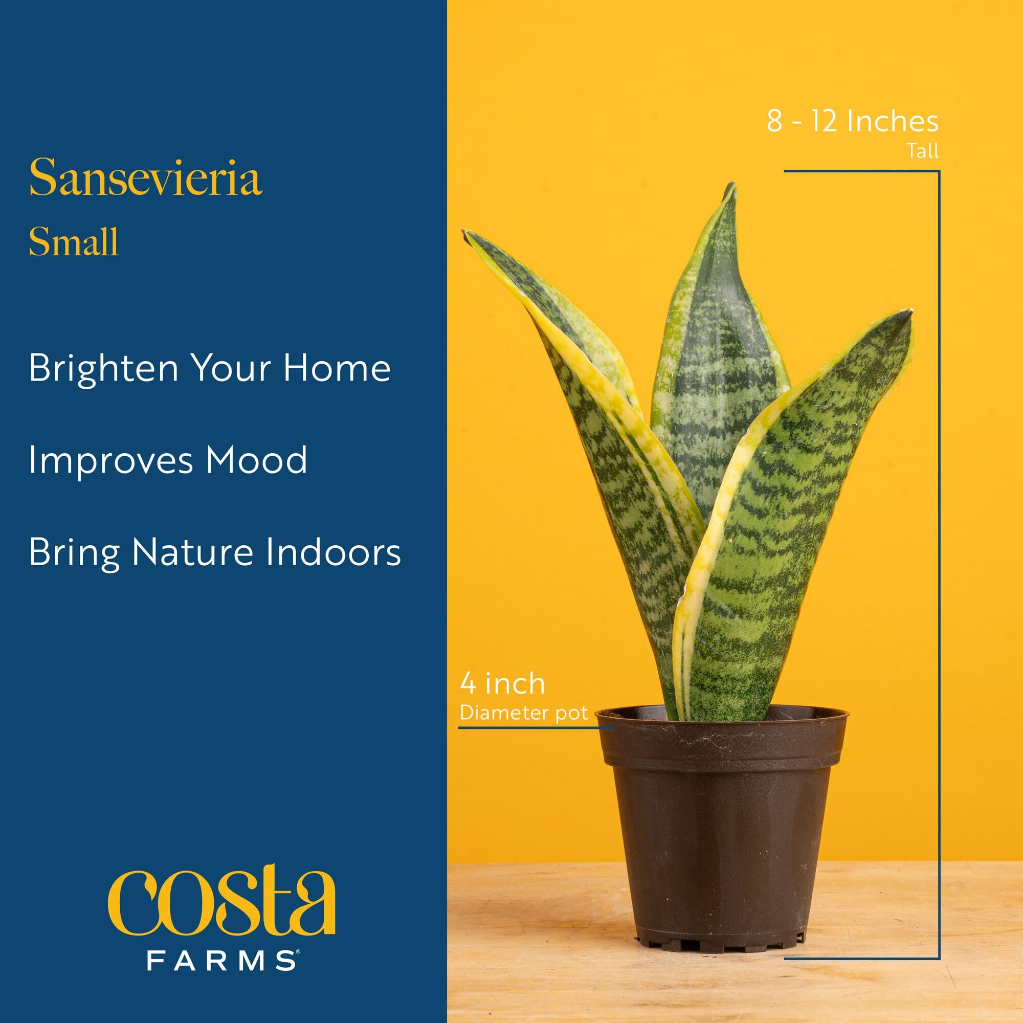 Costa Farms Snake Plant styled in living room adding vertical design interest