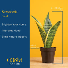Costa Farms Snake Plant styled in living room adding vertical design interest