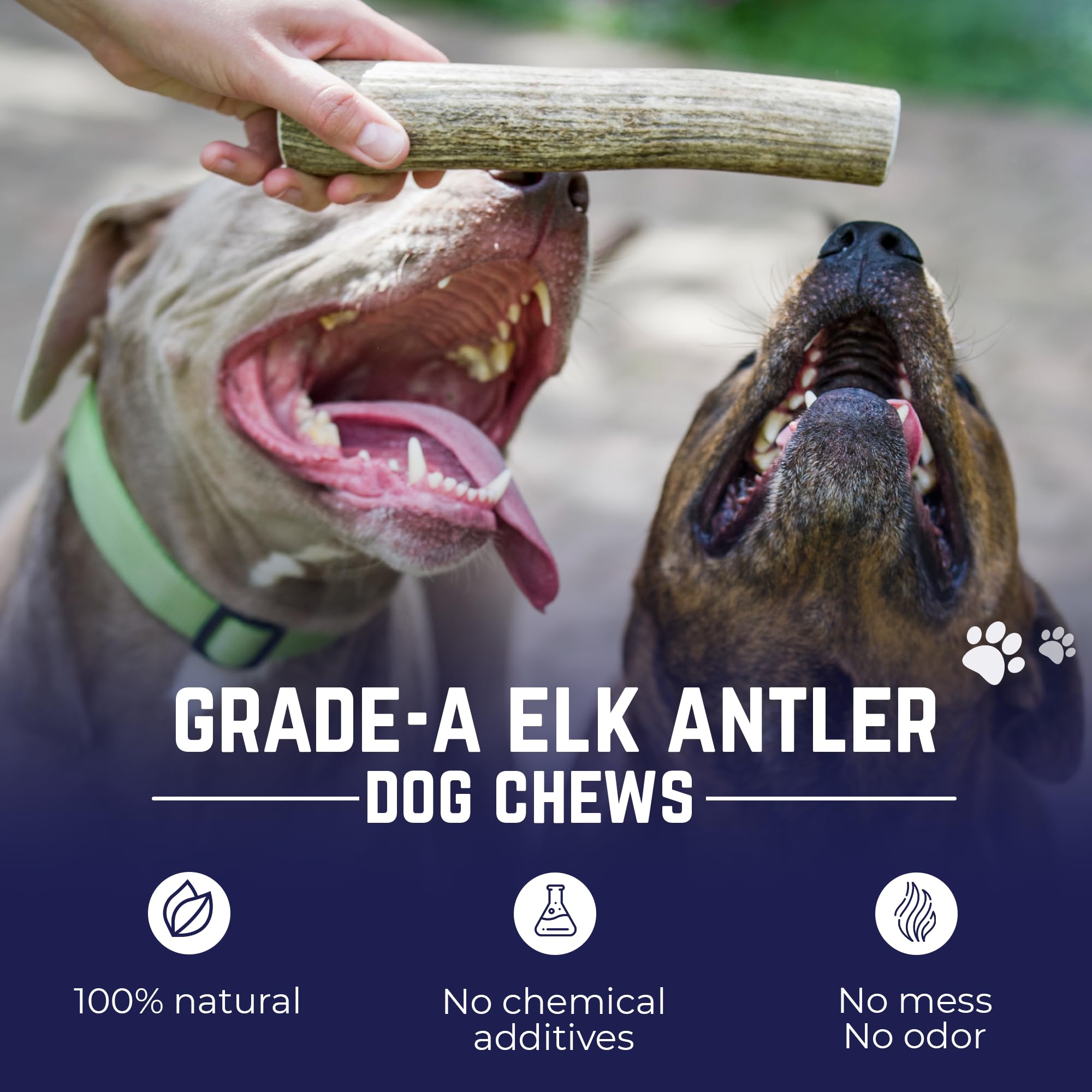 Devil Dog Pet Co close-up of antler texture reveals dense marrow benefits